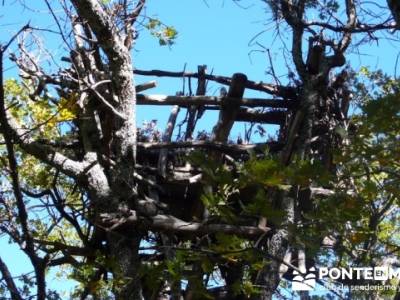 El Castañar de El Tiemblo , Un bosque mágico;senderismo el pardo;excursiones guadalajara